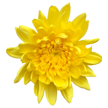 //Ramo de Flores El Capiro Crisantemo Amarillo x 1 und  