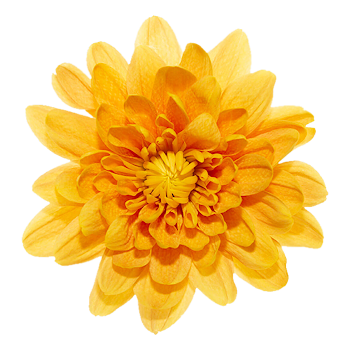 Ramo de Flores El Capiro   Crisantemo Naranja x 1 und 