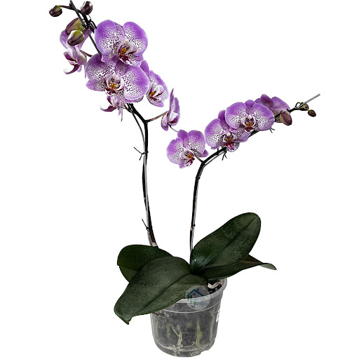 Orquídea Flowerbox 2 Varas Premium x 1 und