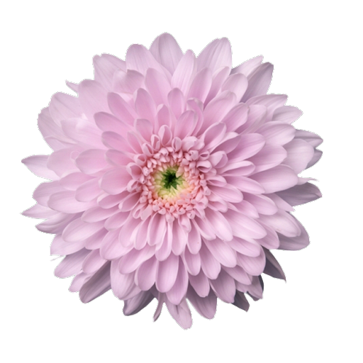 Ramo de Flores El Capiro   Crisantemo Desbotonado Rosado x 1 und
