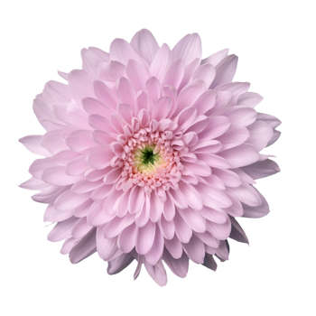 Ramo de Flores El Capiro   Crisantemo Desbotonado Rosado x 1 und  