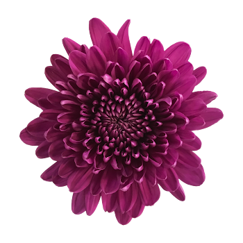 Ramo de Flores El Capiro   Crisantemo Desbotonado Morado x 1 und 