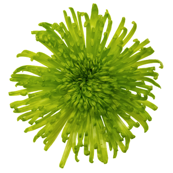 Ramo de Flores El Capiro   Crisantemo Desbotonado Verde x 1 und 