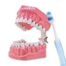 MACROMODELO PLASTICO DE ESTUDIO ORTHO ProcetScientific  x 1 Modelo anatómico de tamaño aumentado, diseñado para facilitar la observación y el estudio de estructuras dentales. Cuenta con un articulador metálico que permite abrir y cerrar la mandíbula, simulando