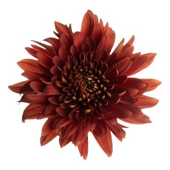 Ramo de Flores El Capiro   Crisantemo Rojo x 1 und 