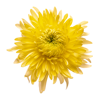 Ramo de Flores El Capiro   Crisantemo Desbotonado Morado x 1 und  