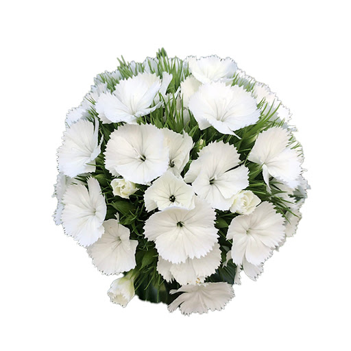 Clavel Chino Flower Box Colores Surtidos x 1 und