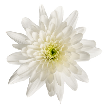 Ramo de Flores El Capiro   Crisantemo Blanco x 1 und  