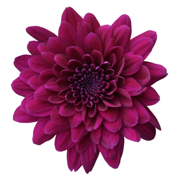 Ramo de Flores El Capiro   Crisantemo Morado x 1 und 