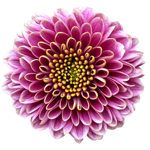 Ramo de Flores El Capiro   Crisantemo Bicolor x 1 und