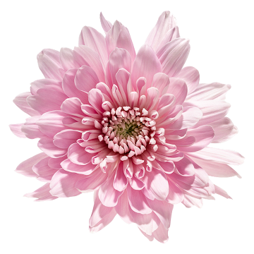 //Ramo de Flores El Capiro Crisantemo Rosado x 1 und  