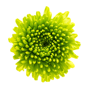 Ramo de Flores El Capiro  undefined