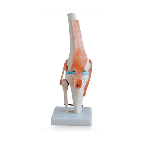 RODILLA DE MUESTRA ABDUCCION ANTEVERCION RETROVERSION ProcetScientific  x 1 Modelo anatómico diseñado para demostrar los movimientos de la articulación de la rodilla, incluyendo abducción, anteversión, retroversión y rotación interna/externa. Fabricado con materiales resisten