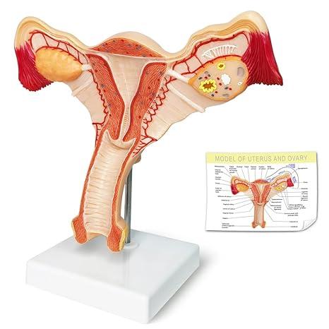 ORGANO GENITAL FEMENINO ProcetScientific  x 1 Modelo anatómico detallado que representa la estructura interna y externa del aparato reproductor femenino. Incluye componentes como ovarios, trompas de Falopio, útero, vagina y estructuras externas, 