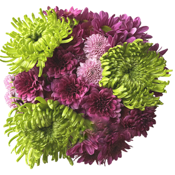 Ramo de Flores El Capiro   Crisantemo Surtido Renacer x 1 und  