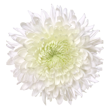 Ramo de Flores El Capiro   Crisantemo Desbotonado Blanco x 1 und  